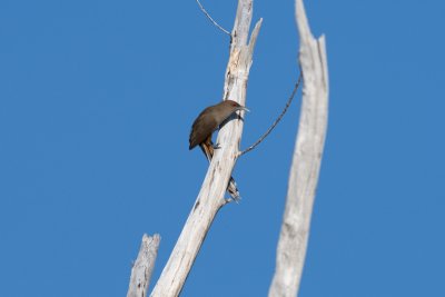 Great Lizard-Cuckoo adult climbing dead casuarina