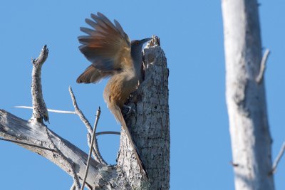 Great Lizard-Cuckoo adult 