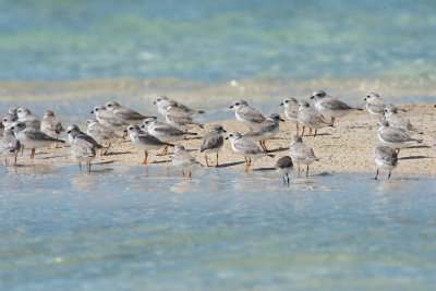 piping plover flock, cays south of South Andros, Bahamas 