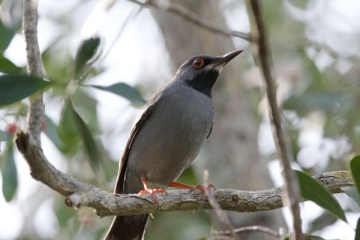 red-legged thrush, South Andros