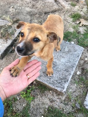 potcake puppy, South Andros