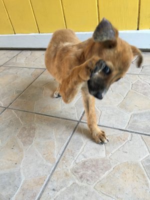 potcake puppy, South Andros