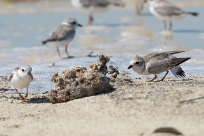 piping plover battle