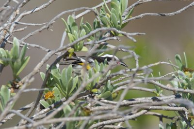 Bananaquit