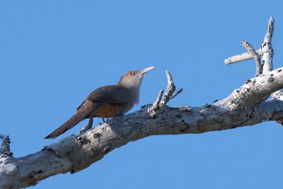 Great Lizard-Cuckoo adult