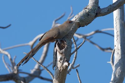 Great Lizard-Cuckoo adult 