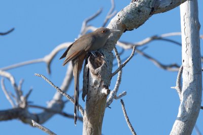 Great Lizard-Cuckoo adult 