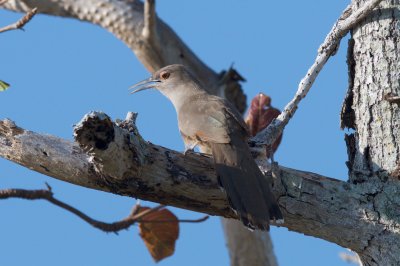 Great Lizard-Cuckoo adult