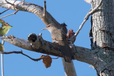 Great Lizard-Cuckoo adult