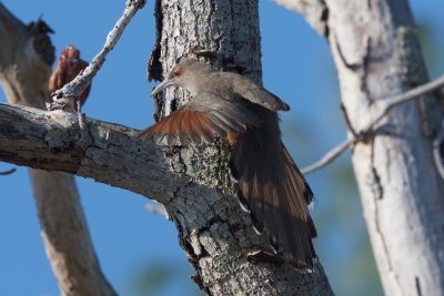 Great Lizard-Cuckoo adult 