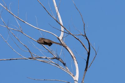 Great Lizard-Cuckoo adult