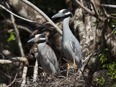 Yellow-Crowned Night Herons on nest, South Andros blue holes