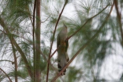 Great Lizard-Cuckoo, South Andros