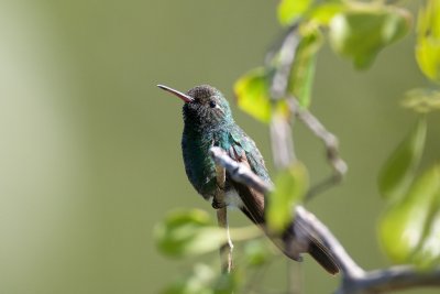 Cuban Emerald male, South Andros