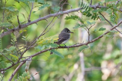 waiting for the ferry - Cuban Pewee