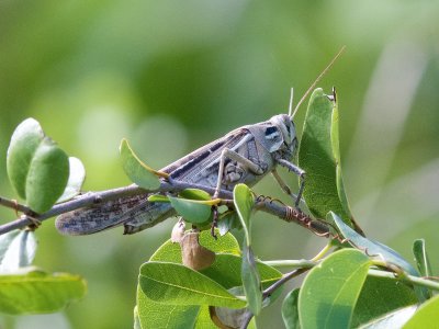 big grasshopper, Mount Pleasant