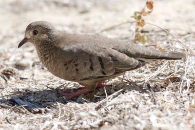 common ground-dove, Kamalame Cay