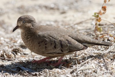 common ground-dove blinking, Kamalame Cay