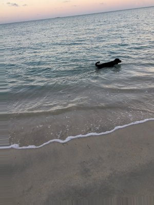 water dog at Kamalame Cay, sunset