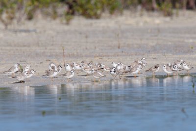 32 piping plover flock, Feb 8 morning survey, flats behind Kamalame Cay