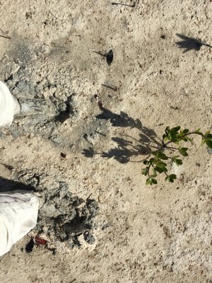 Not the typical Bahamian vacation photo (mud behind beach at Young Sound)