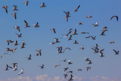Canadian Snow Geese