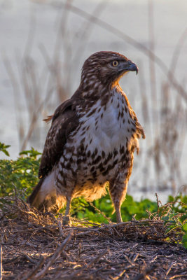 Red-Tailed Hawk