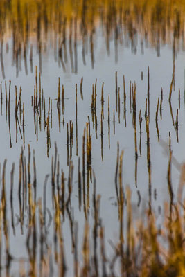 Pattern of Reeds