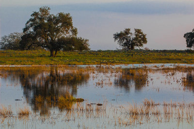 Tree Reflections in Vernal Pools