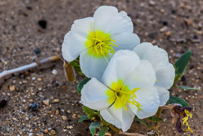 Dune Evening Primrose