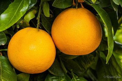 California Oranges