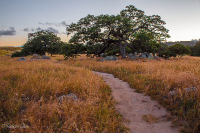 Charming Pathway