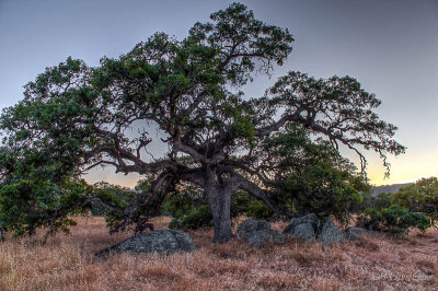 Majestic Engelmann Oak