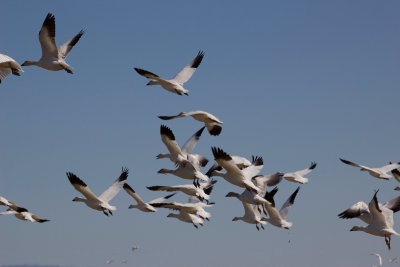 Ross's Geese take flight