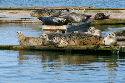 Lazy Afternoon