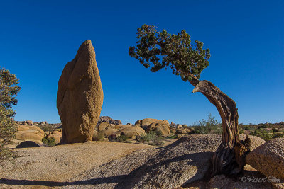 Juniper and Rock