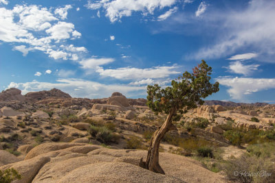 The lonely Pinyon Pine