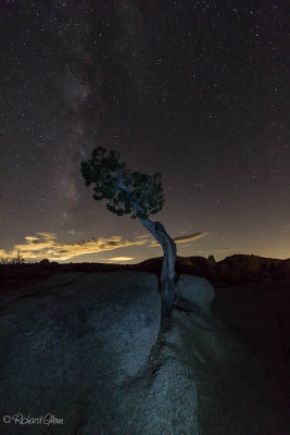 A Lone Pinyon Forever