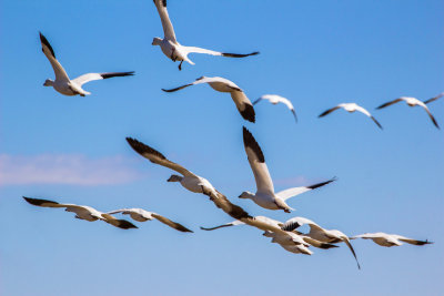 In flight