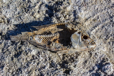 Come and Gone at Salton Sea