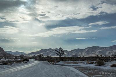 Joshua Tree Wonderland