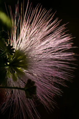 Last Mimosa Bloom