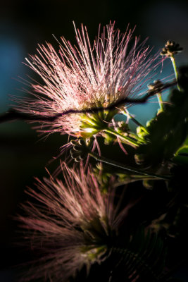 Morning Light 