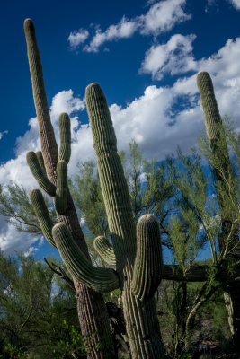 Saguaro