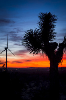 Desert Dawn by the Joshua Tree