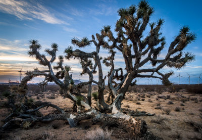 Desert Survivor