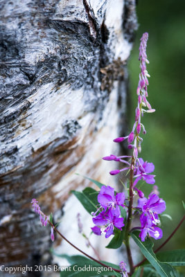 Alaska Fireweed and Birch