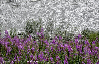 Fireweed above the Nenana River