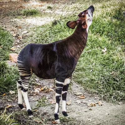 ZeGiraffalope (Okapi)