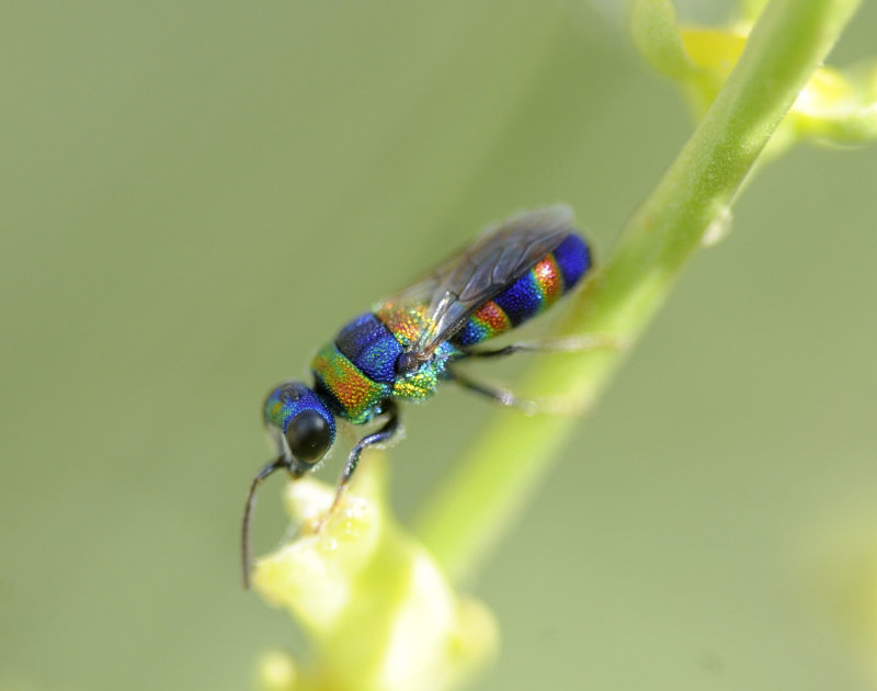 Chrysis cfr. alternans (Dahlbom, 1854)